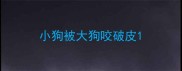 小狗被大狗咬破皮