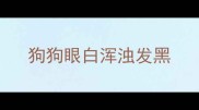 狗狗眼白浑浊发黑