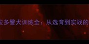 中国拉布拉多警犬训练全从选育到实战的完整指南