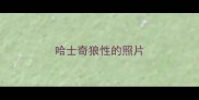 哈士奇狼性的照片