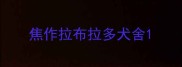 焦作拉布拉多犬舍