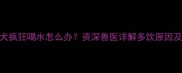 4个月大幼犬疯狂喝水怎么办资深兽医详解多饮原因及应对措施