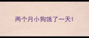 两个月小狗饿了一天