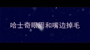 哈士奇眼周和嘴边掉毛