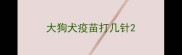 大狗犬疫苗打几针
