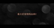 最大的宠物狗品种