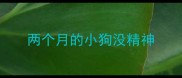 两个月的小狗没精神