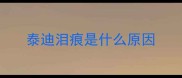 泰迪泪痕是什么原因