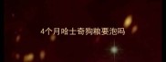 4个月哈士奇狗粮要泡吗