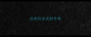 拉布拉多犬到冬季