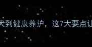 新手必看哈士奇饲养全攻略从选犬到健康养护这7大要点让你轻松养出健康活泼的拆迁队队长