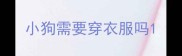 小狗需要穿衣服吗