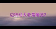 边牧幼犬老是睡觉