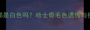 哈士奇肚皮都是白色吗哈士奇毛色遗传与护理全指南