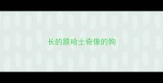 长的跟哈士奇像的狗