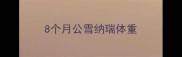 8个月公雪纳瑞体重