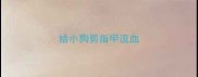 给小狗剪指甲流血
