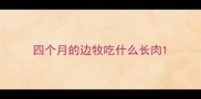 四个月的边牧吃什么长肉