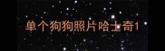 单个狗狗照片哈士奇