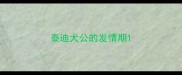 泰迪犬公的发情期