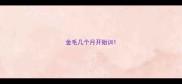 金毛几个月开始训