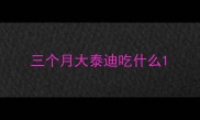 三个月大泰迪吃什么