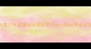 逆袭人生从普通幼犬到冠军犬otto的训养成犬全记录