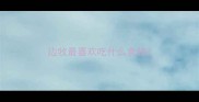 边牧最喜欢吃什么食物