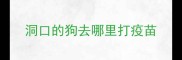 洞口的狗去哪里打疫苗