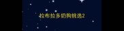 拉布拉多奶狗挑选