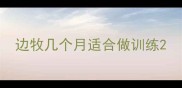 边牧几个月适合做训练
