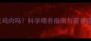 孕期泰迪犬能吃鸡肉吗科学喂养指南与营养建议附食谱