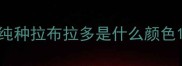纯种拉布拉多是什么颜色