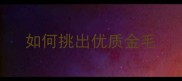 如何挑出优质金毛