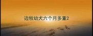 边牧幼犬六个月多重