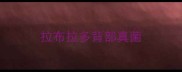 拉布拉多背部真菌