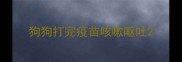 狗狗打完疫苗咳嗽呕吐