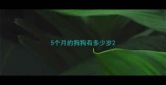 5个月的狗狗有多少岁