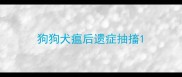 狗狗犬瘟后遗症抽搐