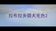拉布拉多猎犬毛色