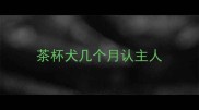 茶杯犬几个月认主人