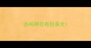 办纯种拉布拉多犬