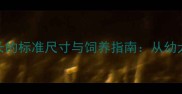 拉布拉多犬体长的标准尺寸与饲养指南从幼犬到成年的科学