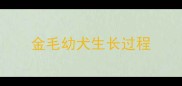 金毛幼犬生长过程