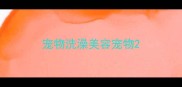 宠物洗澡美容宠物
