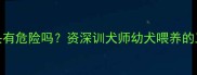 边牧吃馒头有危险吗资深训犬师幼犬喂养的三大避坑指南
