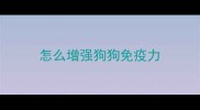 怎么增强狗狗免疫力