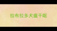 拉布拉多犬瘟干呕