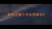 昆明犬哪个月长得最快