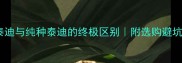 香槟泰迪与纯种泰迪的终极区别附选购避坑指南
